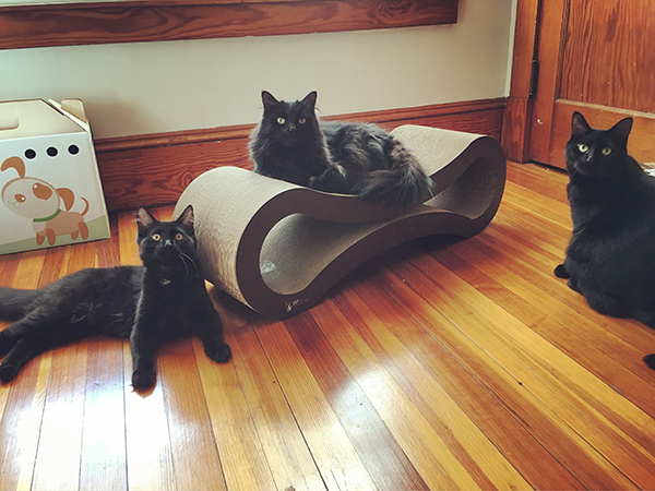 Three black cats